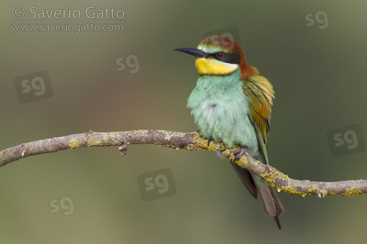 European Bee-eater