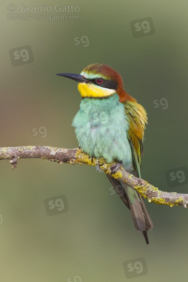 European Bee-eater