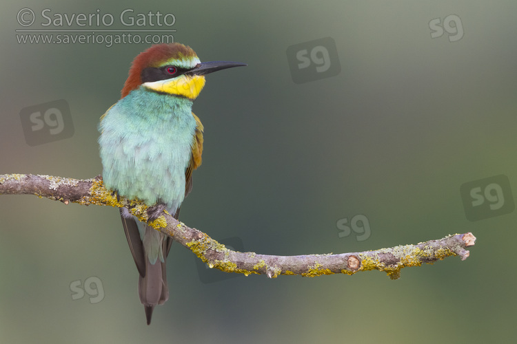 European Bee-eater