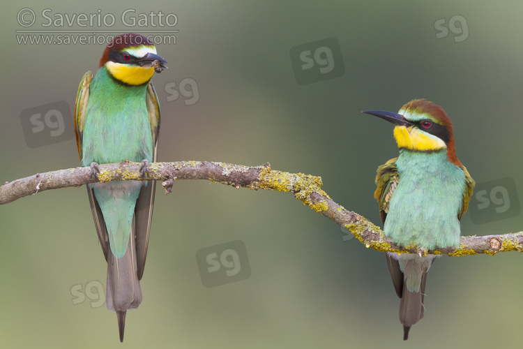 European Bee-eater