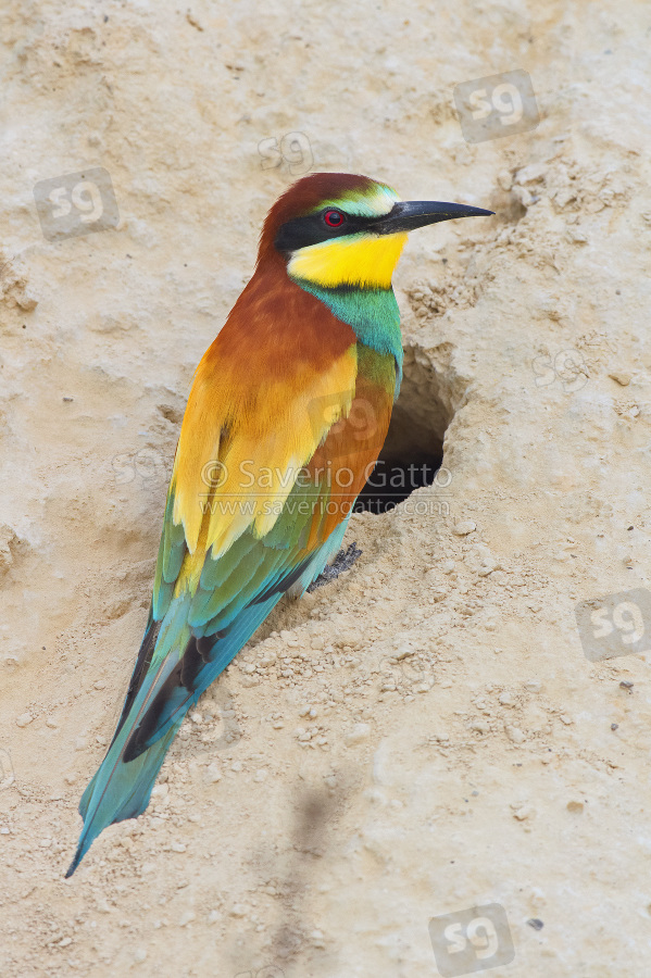 European Bee-eater