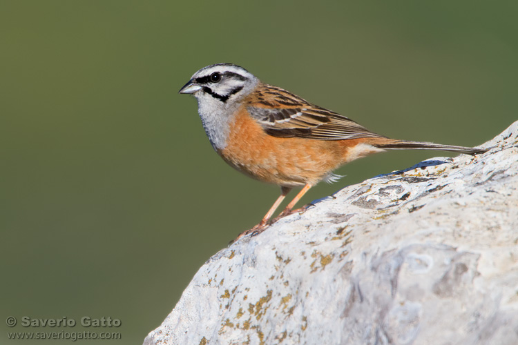 Rock Bunting