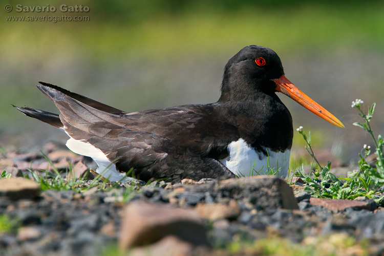 Eurasian Oystercatcher