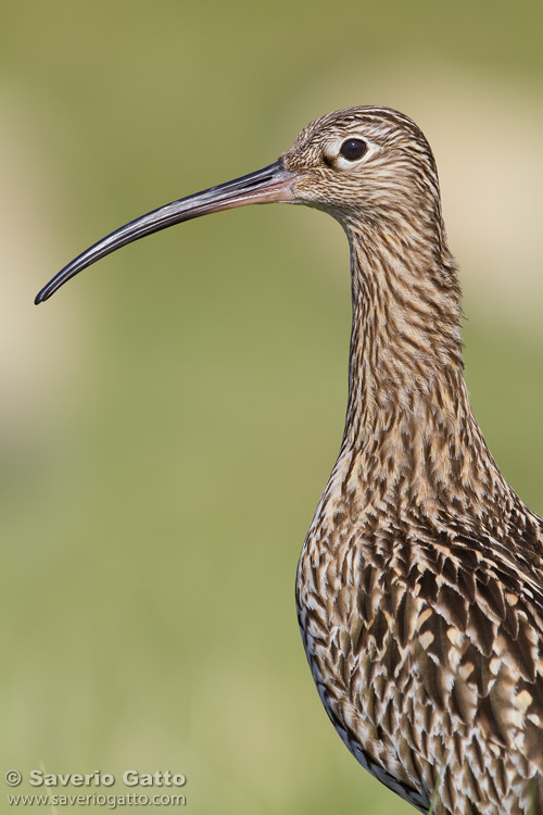 Eurasian Curlew