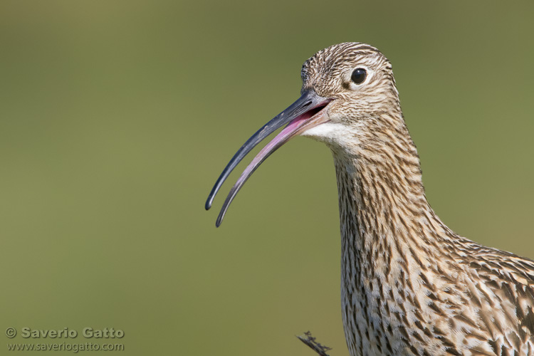 Eurasian Curlew