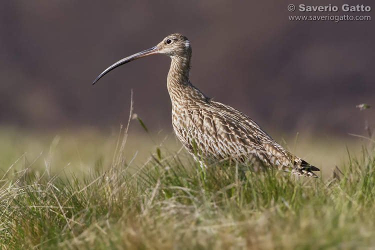 Eurasian Curlew