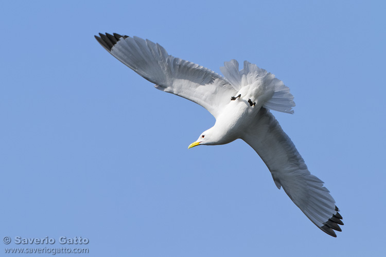 Black-legged Kittiwake