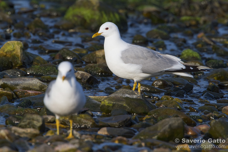 Mew Gull