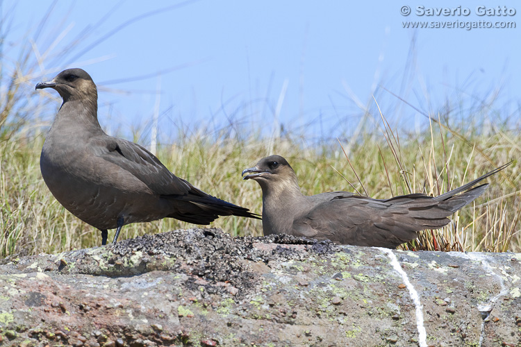 Parasitic Jaeger