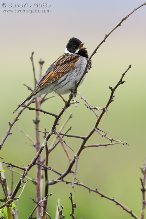 Reed Bunting