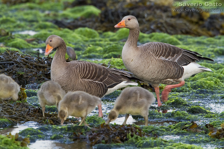 Greylag Geese