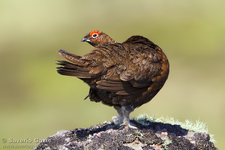 Pernice bianca nordica di Scozia