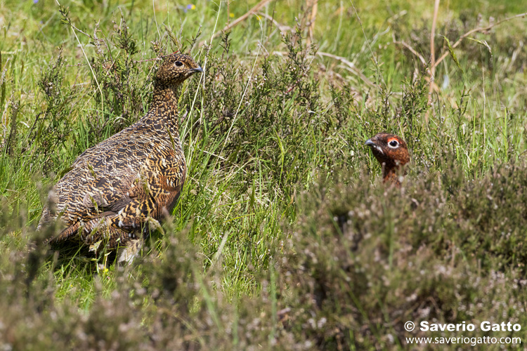 Red Grouse