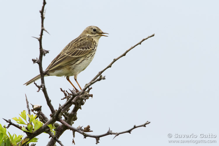 Meadow Pipit