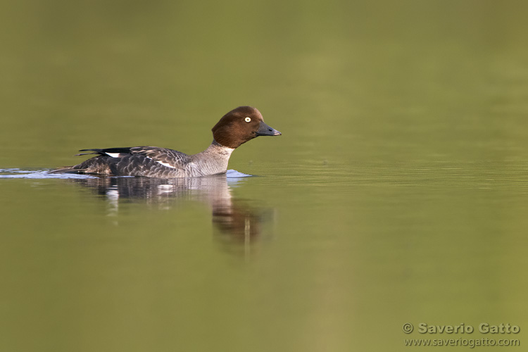 Common Goldeneye