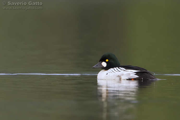 Common Goldeneye