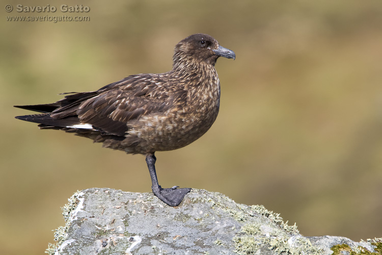 Great Skua