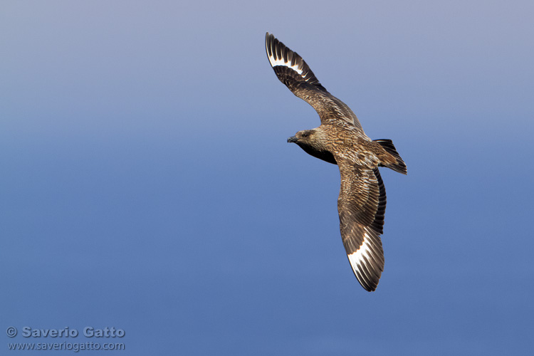 Great Skua