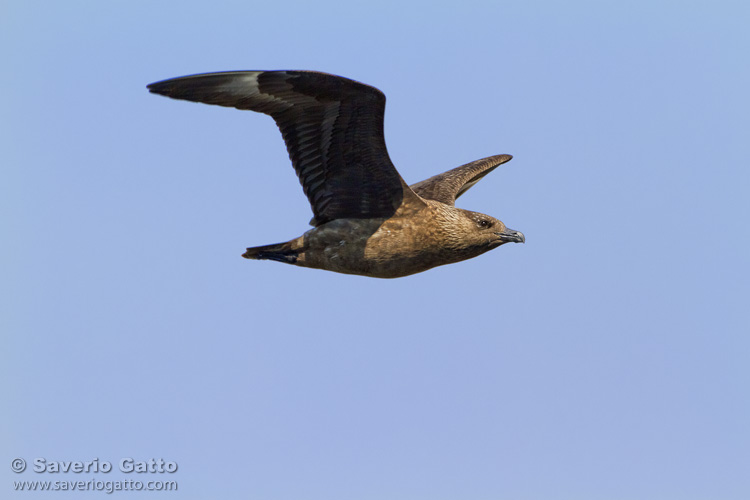 Great Skua