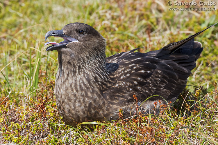 Great Skua