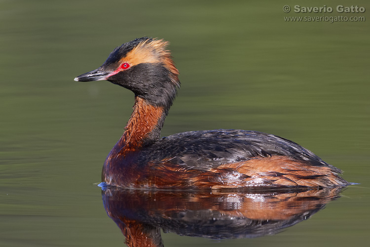 Horned Grebe