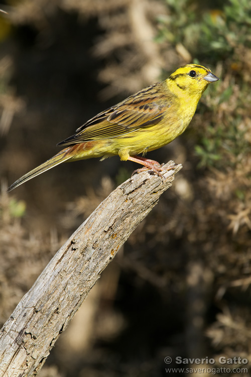 Zigolo giallo