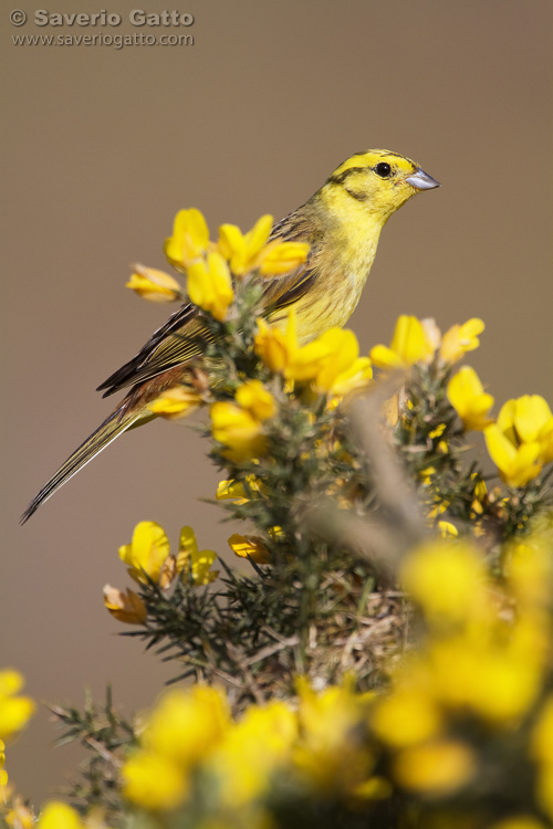 Zigolo giallo