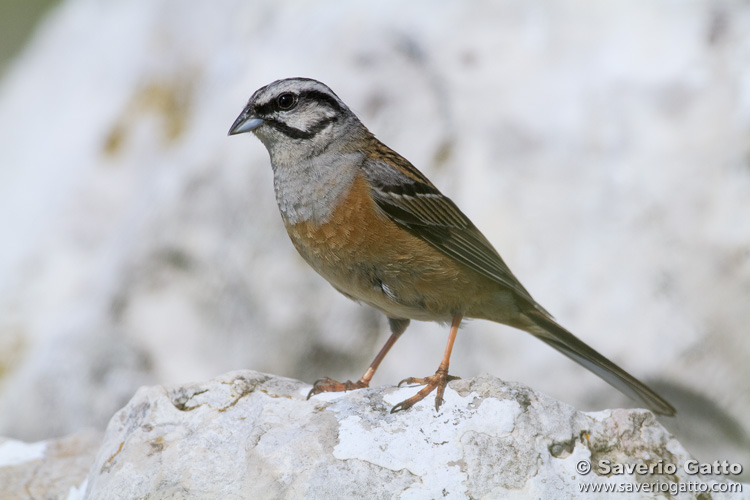 Rock Bunting