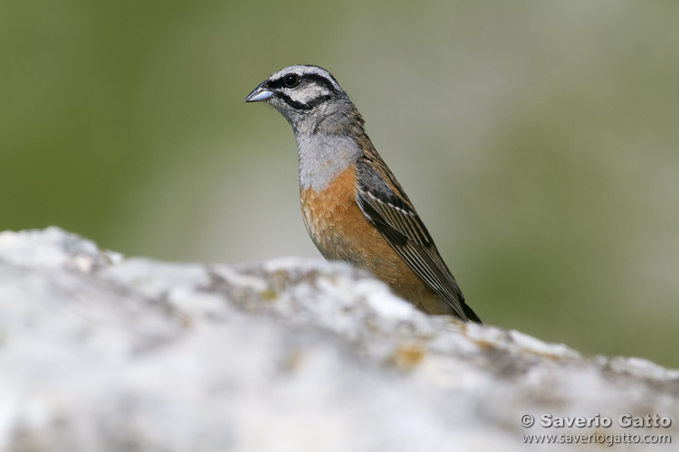 Rock Bunting