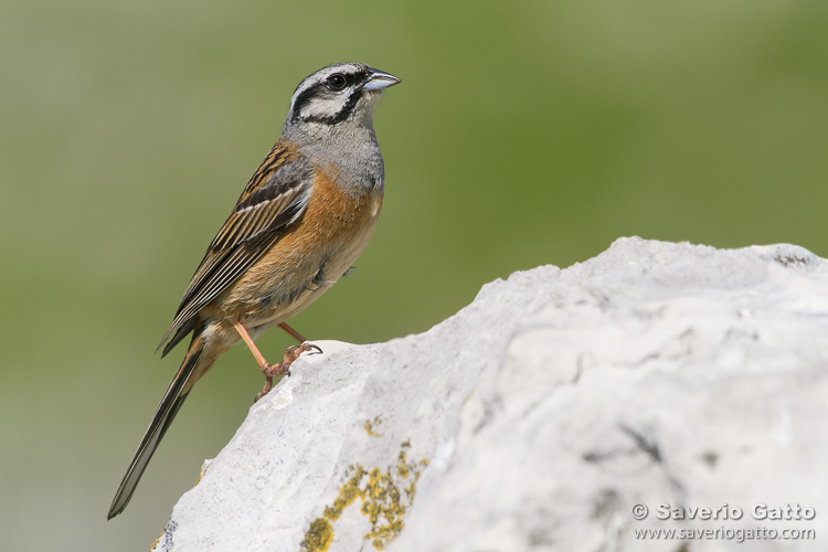 Rock Bunting