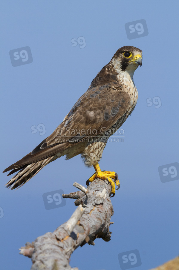 Peregrine Falcon