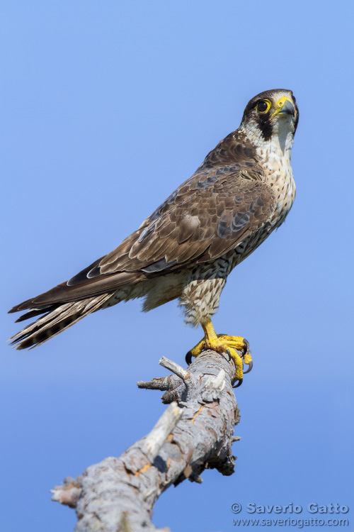 Peregrine Falcon