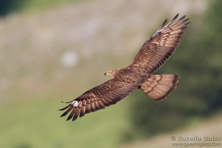 European Honey Buzzard