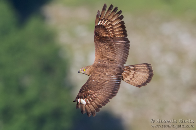 European Honey Buzzard