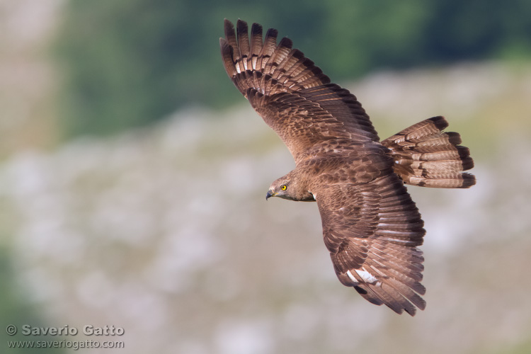 European Honey Buzzard