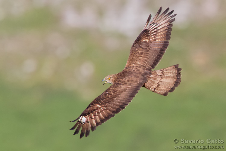 European Honey Buzzard