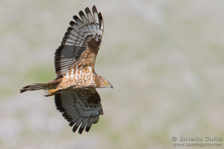 European Honey Buzzard