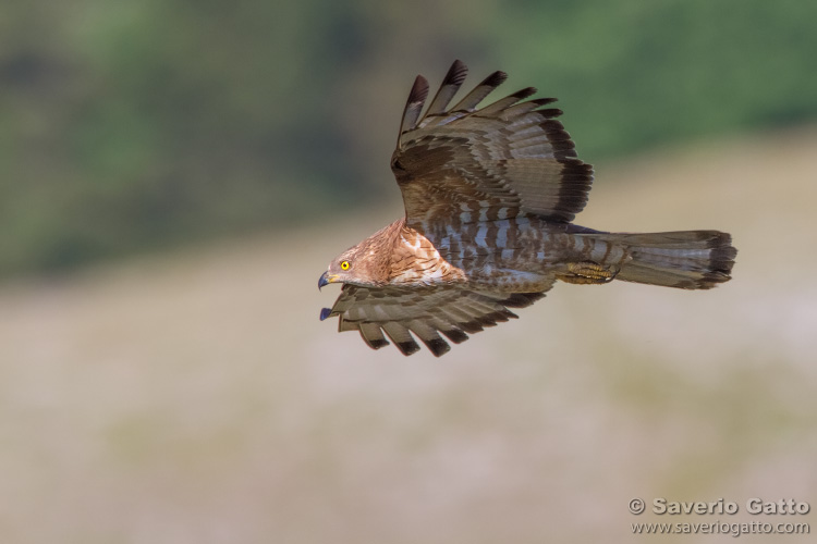 European Honey Buzzard