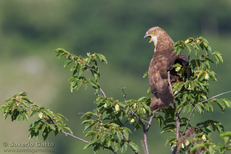 European Honey Buzzard