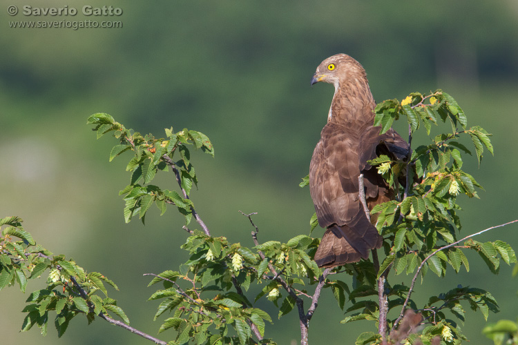 European Honey Buzzard