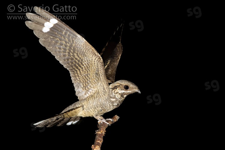 European Nightjar