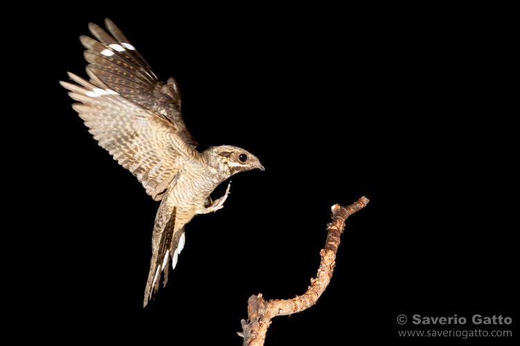 European Nightjar