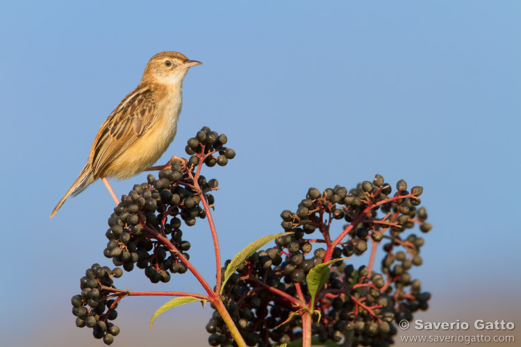 Zitting Cisticola