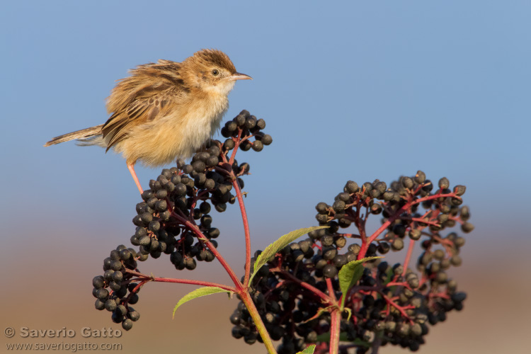 Zitting Cisticola