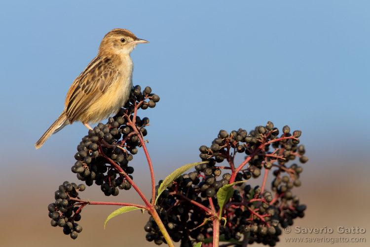 Zitting Cisticola