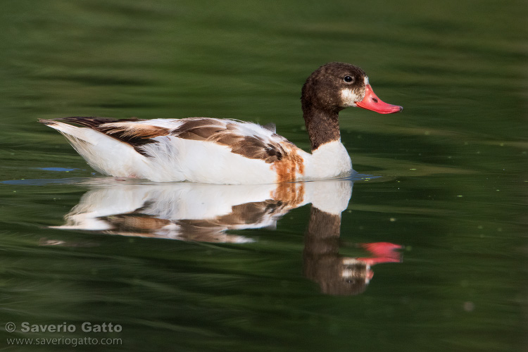 Common Shelduck