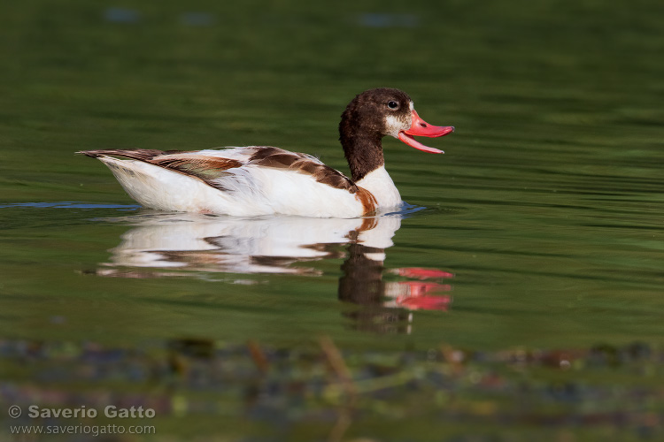 Common Shelduck