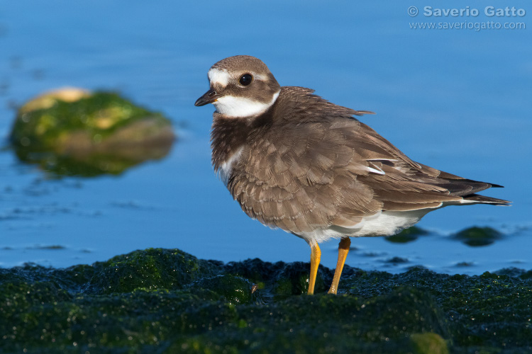 Ringed Plover