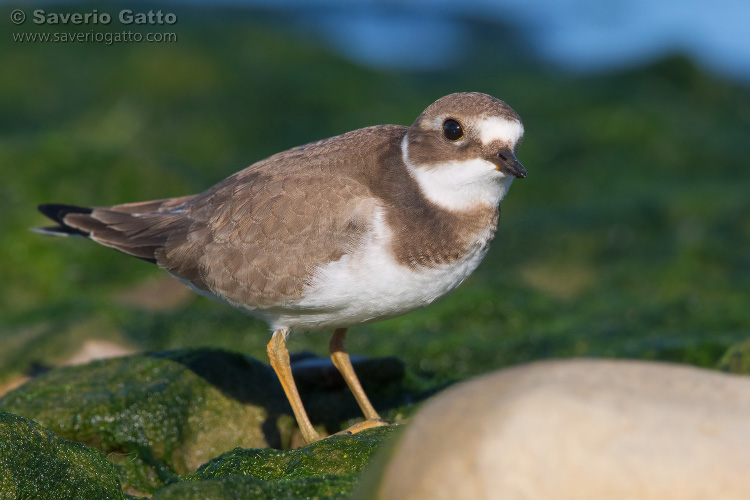 Ringed Plover