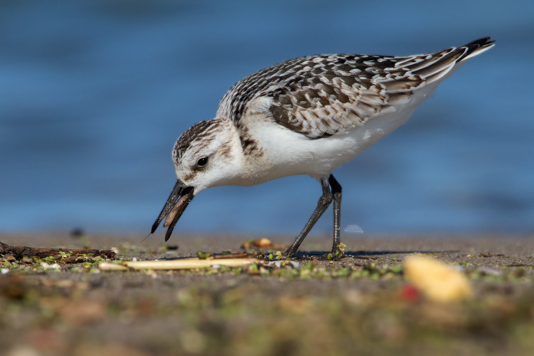 Sanderling